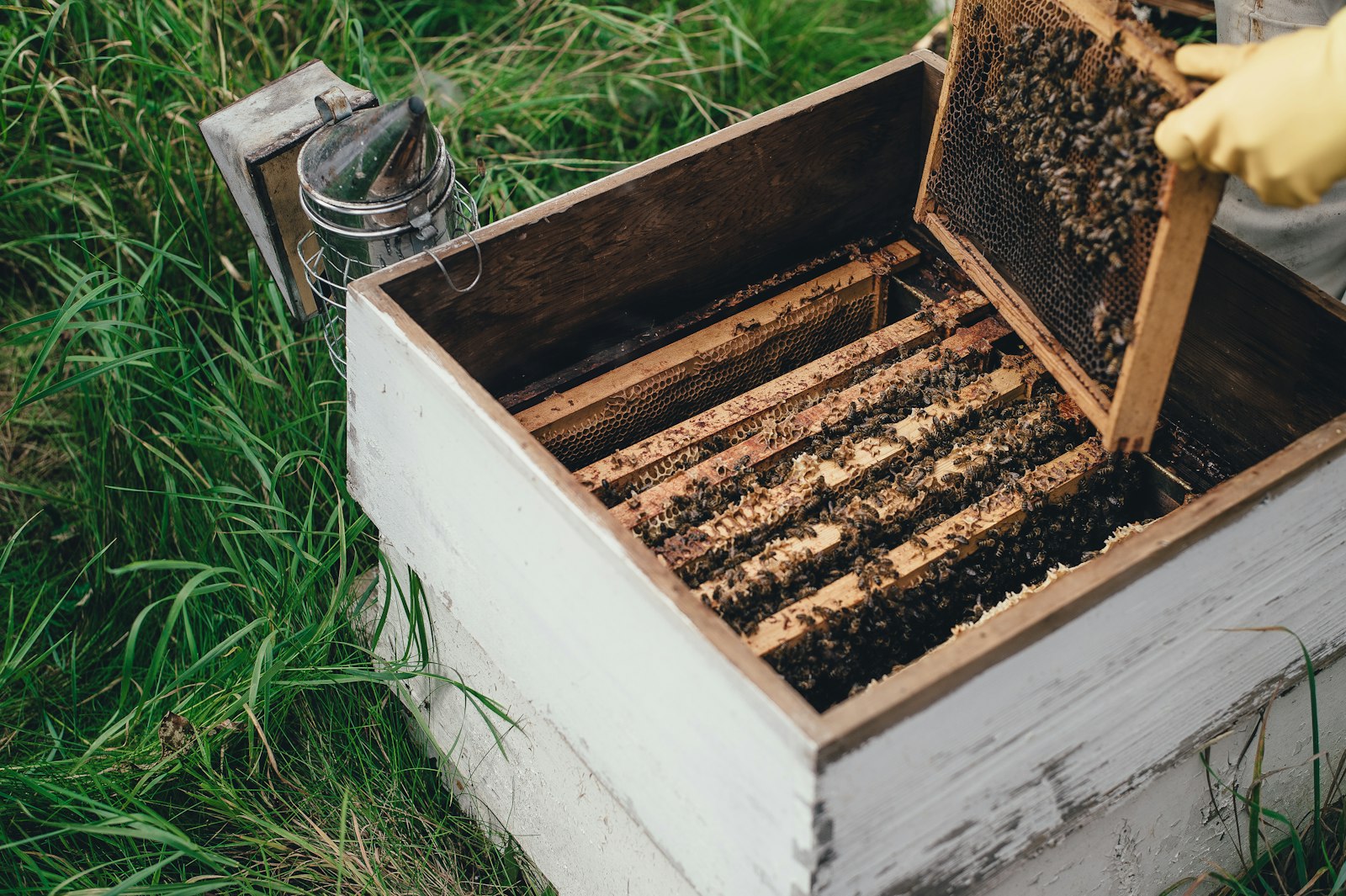 Club members at the apiary — then & now