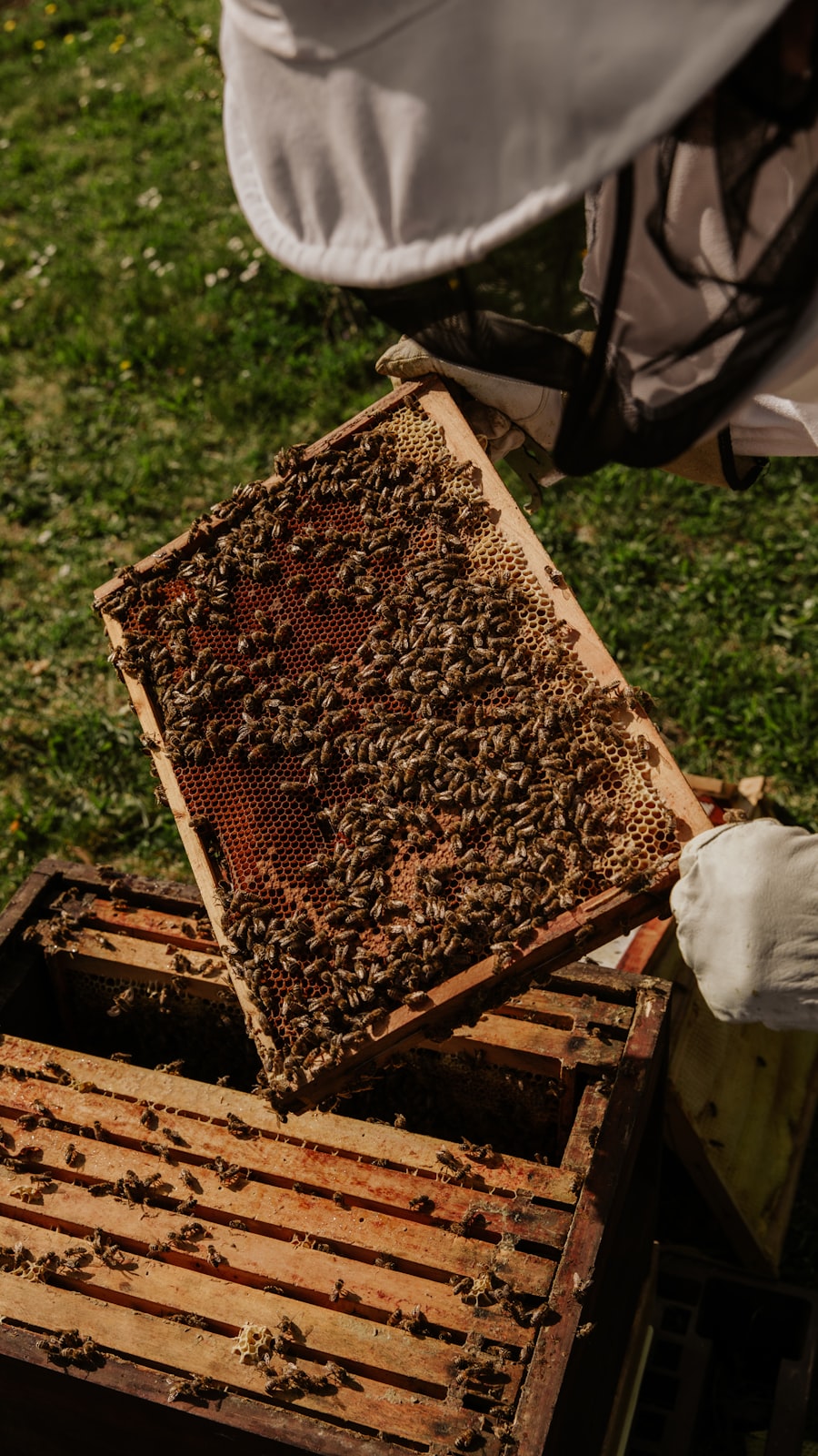 First apiary, 2008