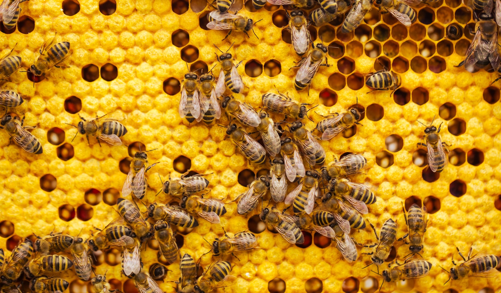 Open hive at Kings Park